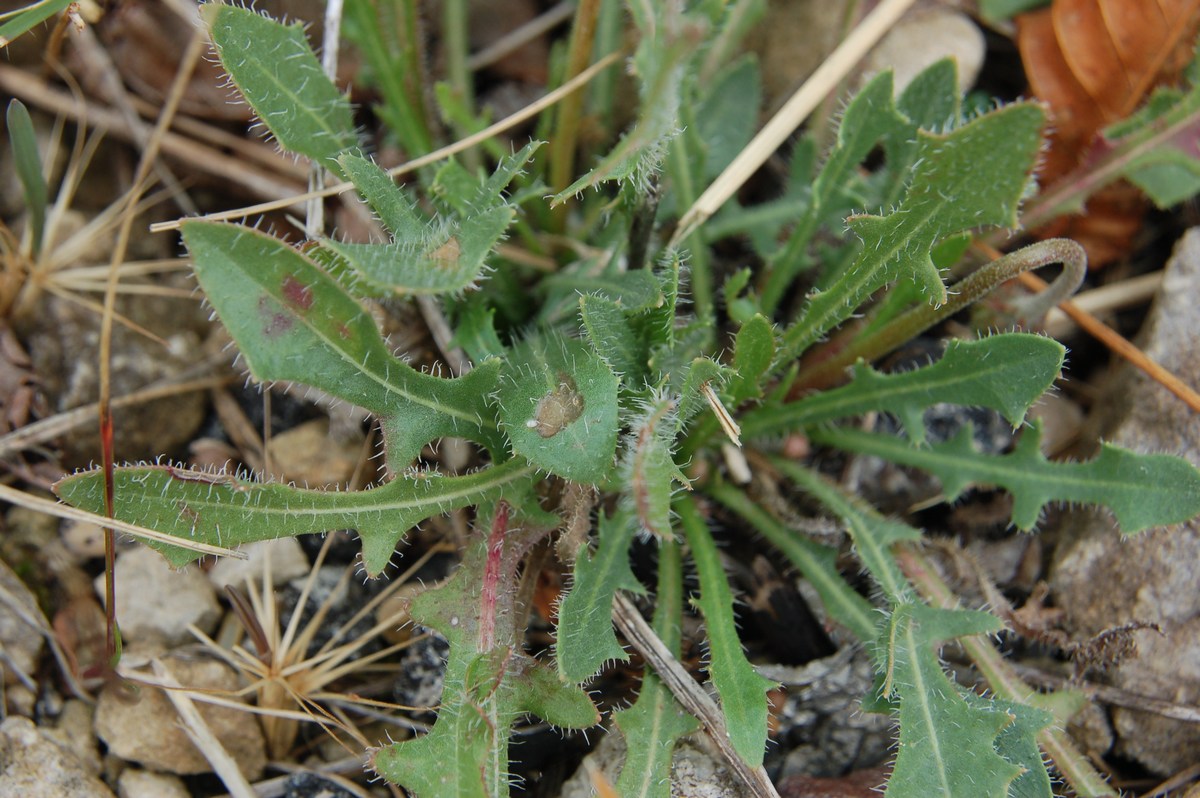 composita gialla
